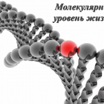 Иллюстрация №2: Молекулярный уровень жизни. (Презентации - Биология).